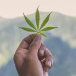 cannabis-leaf