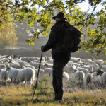 Η Τ.Ε. Θεσπρωτίας του ΚΚΕ για την μείωση της "βασικής ενίσχυσης" των κτηνοτρόφων Shepherd with dog leading his herd in the early morning at sunrise