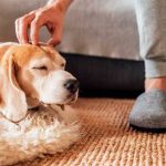 pet