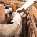 An,Unrecognizable,Cattle,Veterinarian,Touching,Baby,Sheep,Lamb.,Domestic,Animals
