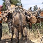 Προστασία των ιπποειδών εργασίας από ακραίες καιρικές συνθήκες aloga-777x437