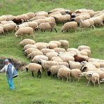 Συναγερμός στην Ήπειρο μετά το πρώτο επιβεβαιωμένο κρούσμα ευλογιάς προβάτων provata_voskos