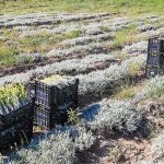 Θεσπρωτία: «Βουτιά» 66% στις καλλιέργειες αρωματικών φυτών μέσα σε έναν χρόνο aromatika fyta