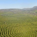 Εκτός ενισχύσεων για τον παγετό οι παραγωγοί μανταρινιών της Θεσπρωτίας kampos kestrino